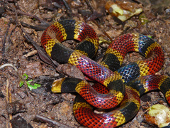 Costa Rican Coral Snake photo 4