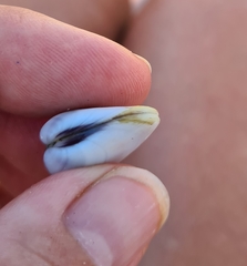 Donax punctatostriatus