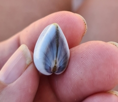 Donax punctatostriatus