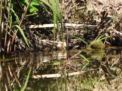 Macromia beijingensis