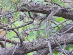 Phylloscopus claudiae