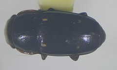 Glischrochilus siepmanni