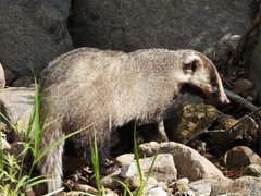 Asian Badger photo 5