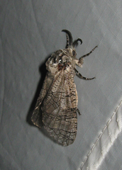 Prionoxystus macmurtrei