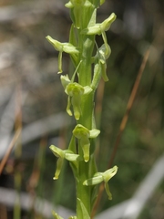 Platanthera tescamnis