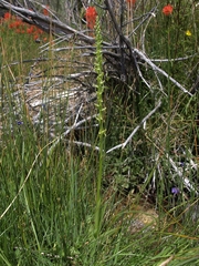 Platanthera tescamnis