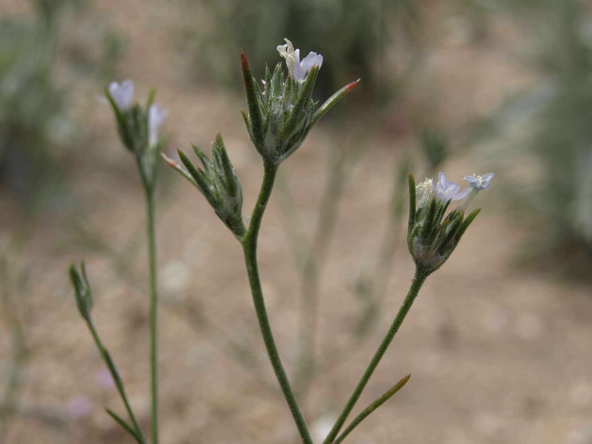 Eriastrum sparsiflorum
