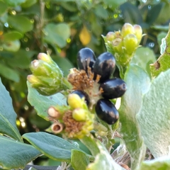 Osteospermum moniliferum