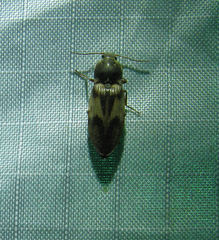 Stropenron hieroglyphica