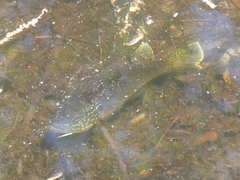 Lepomis