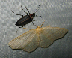 Pseudocistela marginata