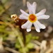 Greenland Primrose - Photo (c) jozien, some rights reserved (CC BY-NC), uploaded by jozien