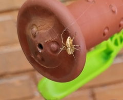 Oxyopes