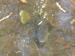 Lepomis