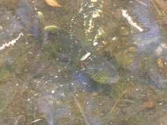 Lepomis