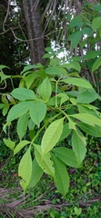 Vitex altissima