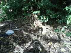 Brachyrhynchus micronesicus