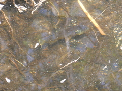 Lepomis