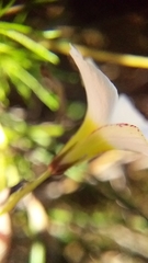 Oxalis capillacea