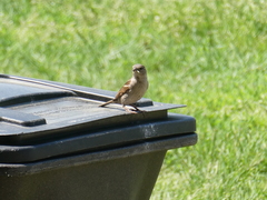 Passer domesticus