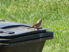 Passer domesticus