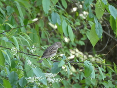 Passer domesticus