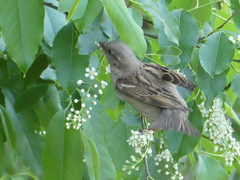 Passer domesticus