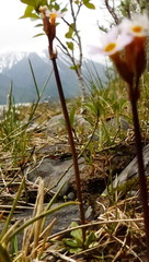 Primula egaliksensis