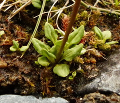 Primula egaliksensis