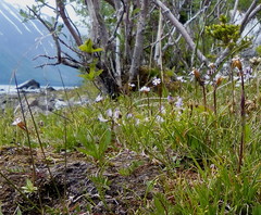 Primula egaliksensis