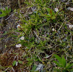 Primula egaliksensis