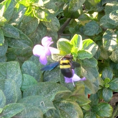 Xylocopa caffra