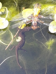 Lissotriton vulgaris