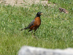 Turdus migratorius