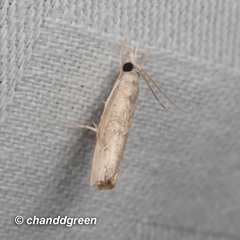 Culladia hastiferalis