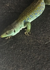 Timon lepidus ibericus