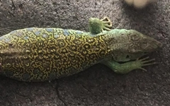 Timon lepidus ibericus