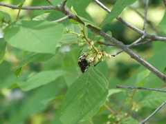 Dolichovespula maculata