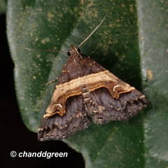 Bertula retracta