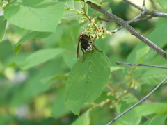 Dolichovespula maculata