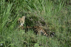 Leptailurus serval lipostictus