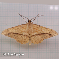 Pseudonadagara semicolor