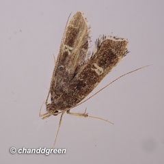 Nosphistica bisinuata