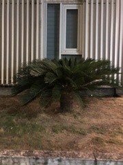 Cycas