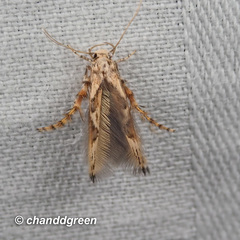 Stathmopoda stimulata