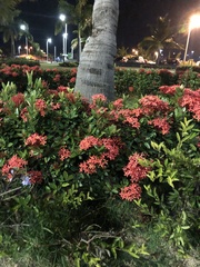 Ixora