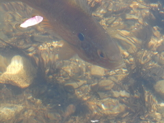 Lepomis gibbosus