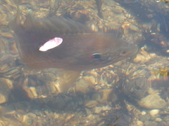 Lepomis gibbosus