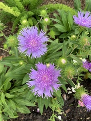 Stokesia