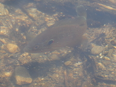 Lepomis gibbosus